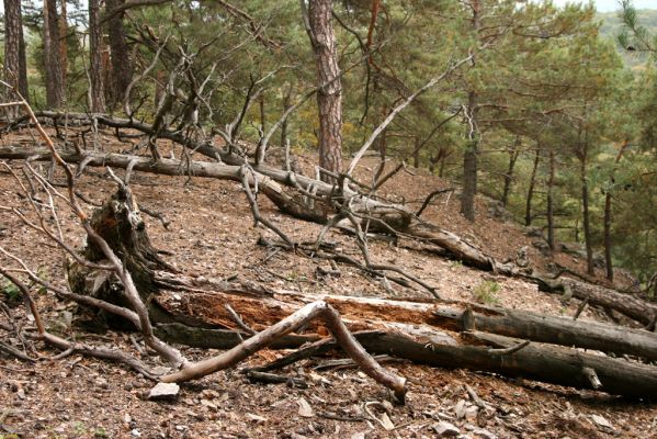 Veľký Klíž, 8.10.2016
Suťový les na vrchu Malá Suchá.
Klíčová slova: Veľký Klíž vrch Malá Suchá Menephilus cylindricus