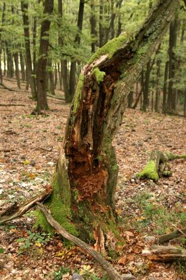 Veľký Klíž, 8.10.2016
Suťový les na vrchu Malá Suchá.
Klíčová slova: Veľký Klíž vrch Malá Suchá