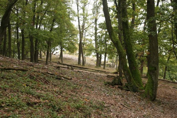 Veľký Klíž, 8.10.2016
Suťový les na vrchu Malá Suchá.
Schlüsselwörter: Suťový les na vrchu Malá Suchá.