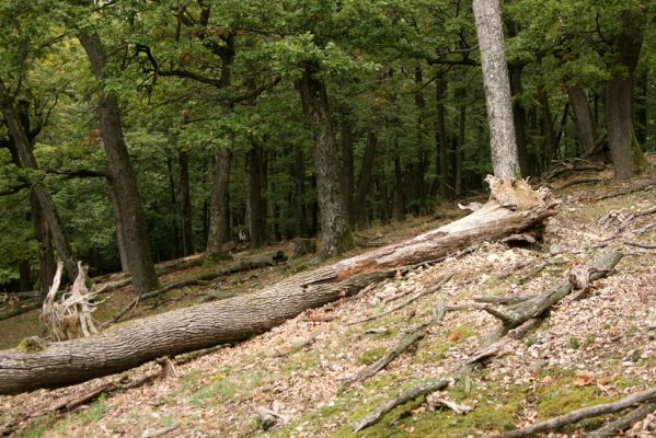 Veľký Klíž, 8.10.2016
Suťový les na vrchu Malá Suchá.
Klíčová slova: Veľký Klíž vrch Malá Suchá Ampedus cinnabarinus