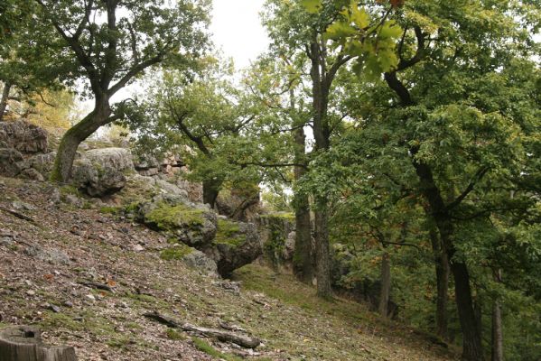Veľký Klíž, 8.10.2016
Suťový les na vrchu Malá Suchá.
Schlüsselwörter: Veľký Klíž vrch Malá Suchá