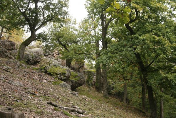 Veľký Klíž, 8.10.2016
Suťový les na vrchu Malá Suchá.
Klíčová slova: Veľký Klíž vrch Malá Suchá