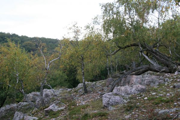 Veľký Klíž, 8.10.2016
Vrch Malá Suchá.
Klíčová slova: Veľký Klíž vrch Malá Suchá