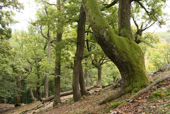 Veľký Klíž, 8.10.2016
Suťový les na vrchu Malá Suchá.
Klíčová slova: Veľký Klíž vrch Malá Suchá