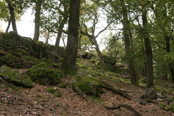 Veľký Klíž, 8.10.2016
Suťový les na vrchu Malá Suchá.
Klíčová slova: Veľký Klíž vrch Malá Suchá