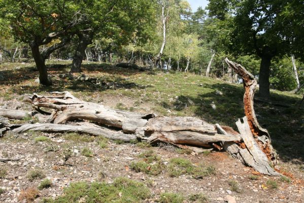 Veľký Klíž, 8.10.2016
Suťový les na vrchu Malá Suchá. 
Klíčová slova: Veľký Klíž vrch Malá Suchá