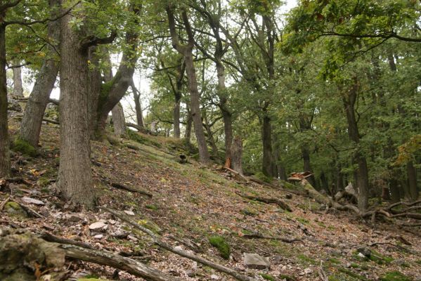 Veľký Klíž, 8.10.2016
Suťový les na vrchu Malá Suchá.
Klíčová slova: Veľký Klíž vrch Malá Suchá