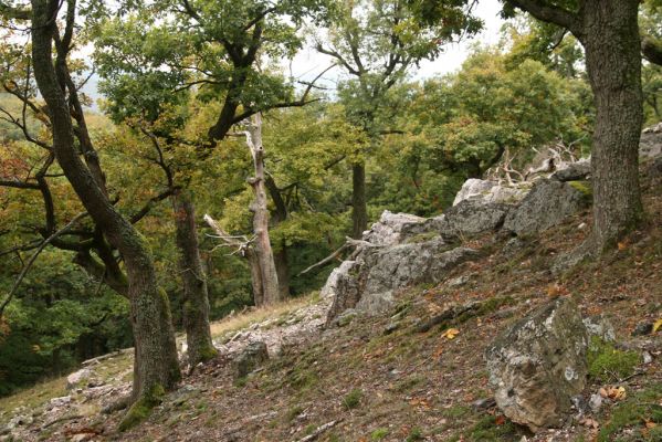 Veľký Klíž, 8.10.2016
Suťový les na vrchu Malá Suchá.
Mots-clés: Veľký Klíž vrch Malá Suchá