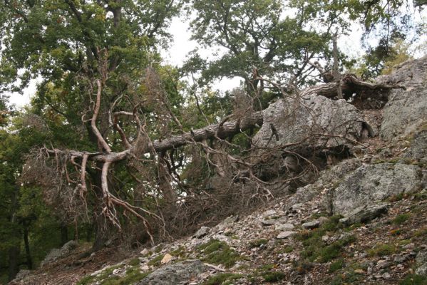 Veľký Klíž, 8.10.2016
Suťový les na vrchu Malá Suchá.
Klíčová slova: Veľký Klíž vrch Malá Suchá