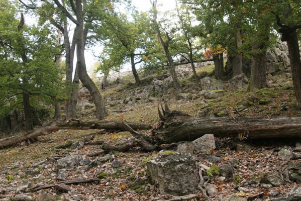 Veľký Klíž, 8.10.2016
Suťový les na vrchu Malá Suchá.
Schlüsselwörter: Veľký Klíž vrch Malá Suchá