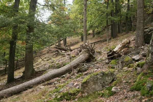 Veľký Klíž, 8.10.2016
Suťový les na vrchu Malá Suchá.
Klíčová slova: Veľký Klíž vrch Malá Suchá