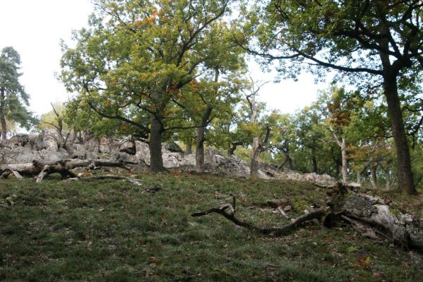 Veľký Klíž, 8.10.2016
Suťový les na vrchu Malá Suchá.
Mots-clés: Veľký Klíž vrch Malá Suchá