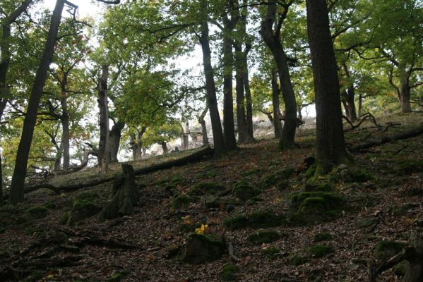Veľký Klíž, 8.10.2016
Suťový les na vrchu Malá Suchá.
Schlüsselwörter: Veľký Klíž vrch Malá Suchá