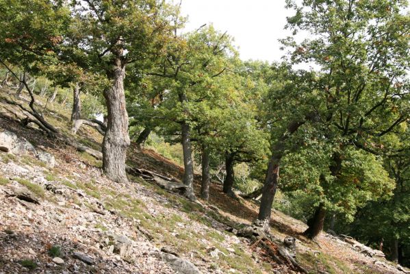 Veľký Klíž, 8.10.2016
Suťový les na vrchu Malá Suchá. 
Klíčová slova: Veľký Klíž vrch Malá Suchá