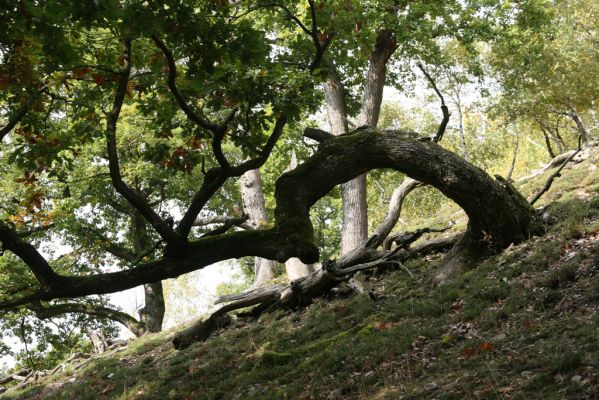 Veľký Klíž, 8.10.2016
Suťový les na vrchu Malá Suchá. 
Klíčová slova: Veľký Klíž vrch Malá Suchá