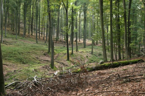 Veľký Klíž, 8.10.2016
Údolí Suchého potoka mezi Veľkou a Malou Suchou.
Klíčová slova: Veľký Klíž vrch Suchý potok