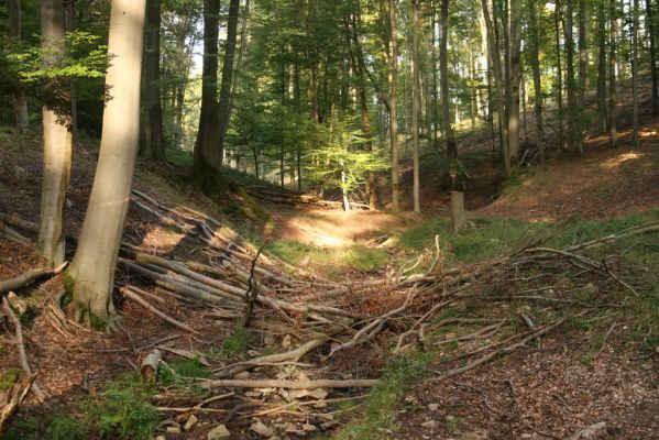 Veľký Klíž, 8.10.2016
Údolí Suchého potoka mezi Veľkou a Malou Suchou.
Klíčová slova: Veľký Klíž vrch Suchý potok