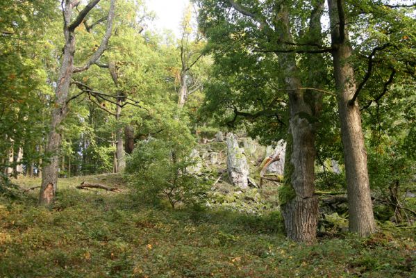 Veľký Klíž, 8.10.2016
Suťový les na vrchu Veľká Suchá - západní svah.
Klíčová slova: Veľký Klíž vrch Veľká Suchá