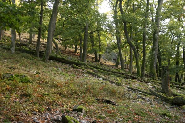 Veľký Klíž, 8.10.2016
Suťový les na vrchu Veľká Suchá - západní svah.
Klíčová slova: Veľký Klíž vrch Veľká Suchá