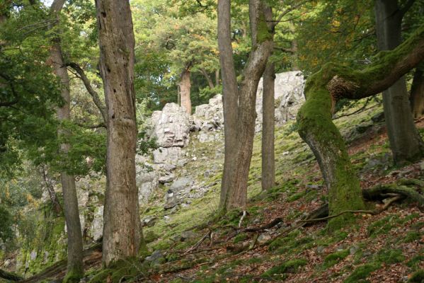 Veľký Klíž, 8.10.2016
Suťový les na vrchu Veľká Suchá - západní svah.
Klíčová slova: Veľký Klíž vrch Veľká Suchá