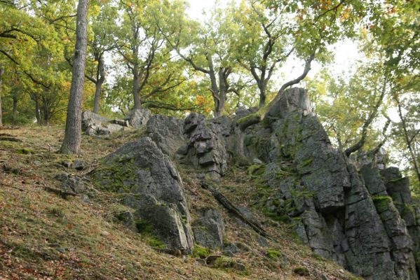 Veľký Klíž, 8.10.2016
Suťový les na vrchu Veľká Suchá - západní svah.
Klíčová slova: Veľký Klíž vrch Veľká Suchá