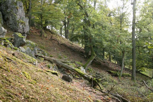 Veľký Klíž, 8.10.2016
Suťový les na vrchu Veľká Suchá - západní svah.
Klíčová slova: Veľký Klíž vrch Veľká Suchá