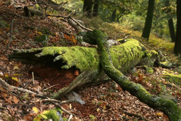 Veľký Klíž, 8.10.2016
Suťový les na vrchu Veľká Suchá - západní svah.
Klíčová slova: Veľký Klíž vrch Veľká Suchá