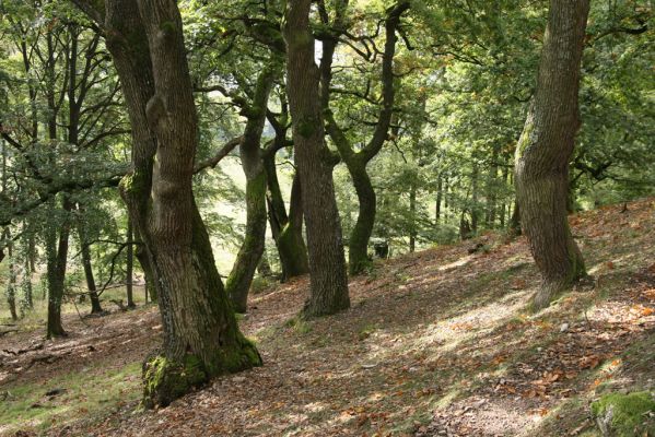 Veľký Klíž, 8.10.2016
Suťový les na vrchu Malá Suchá. 
Klíčová slova: Veľký Klíž vrch Malá Suchá