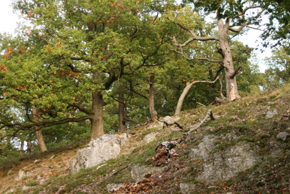 Veľký Klíž, 8.10.2016
Suťový les na vrchu Veľká Suchá - západní svah.
Klíčová slova: Veľký Klíž vrch Veľká Suchá