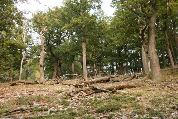 Veľký Klíž, 8.10.2016
Suťový les na vrchu Veľká Suchá - západní svah.
Keywords: Veľký Klíž vrch Veľká Suchá