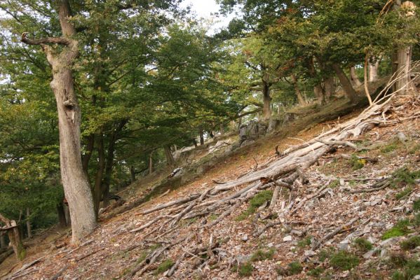 Veľký Klíž, 8.10.2016
Suťový les na vrchu Veľká Suchá - západní svah.
Klíčová slova: Veľký Klíž vrch Veľká Suchá