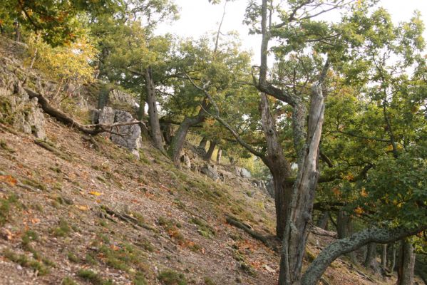 Veľký Klíž, 8.10.2016
Suťový les na vrchu Veľká Suchá - západní svah.
Klíčová slova: Veľký Klíž vrch Veľká Suchá