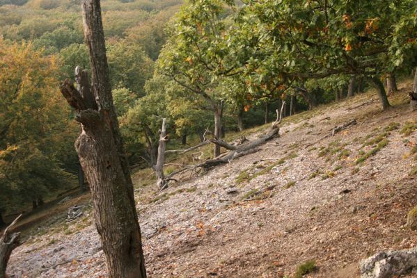 Veľký Klíž, 8.10.2016
Suťový les na vrchu Veľká Suchá - západní svah.
Klíčová slova: Veľký Klíž vrch Veľká Suchá
