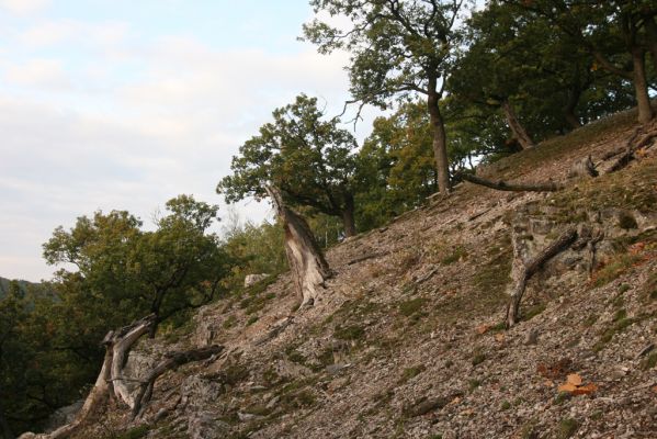 Veľký Klíž, 8.10.2016
Suťový les na vrchu Veľká Suchá - západní svah.
Klíčová slova: Veľký Klíž vrch Veľká Suchá