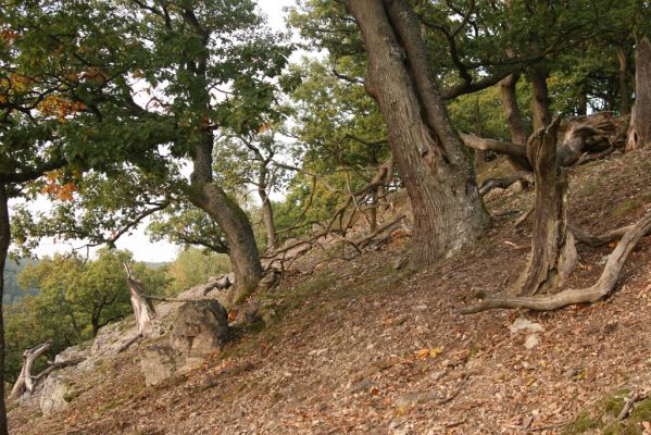 Veľký Klíž, 8.10.2016
Suťový les na vrchu Veľká Suchá - západní svah.
Klíčová slova: Veľký Klíž vrch Veľká Suchá