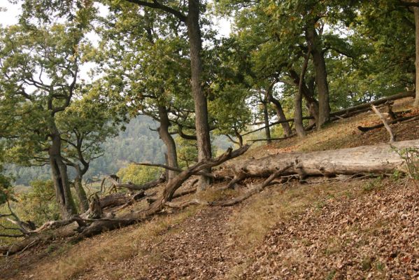 Veľký Klíž, 8.10.2016
Suťový les na vrchu Veľká Suchá - západní svah.
Klíčová slova: Veľký Klíž vrch Veľká Suchá