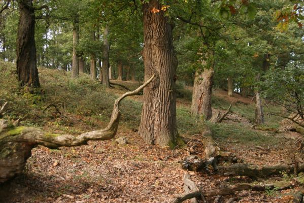 Veľký Klíž, 8.10.2016
Suťový les na vrchu Veľká Suchá - západní svah.
Klíčová slova: Veľký Klíž vrch Veľká Suchá