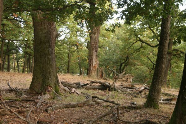 Veľký Klíž, 8.10.2016
Suťový les na vrchu Veľká Suchá - západní svah.
Klíčová slova: Veľký Klíž vrch Veľká Suchá