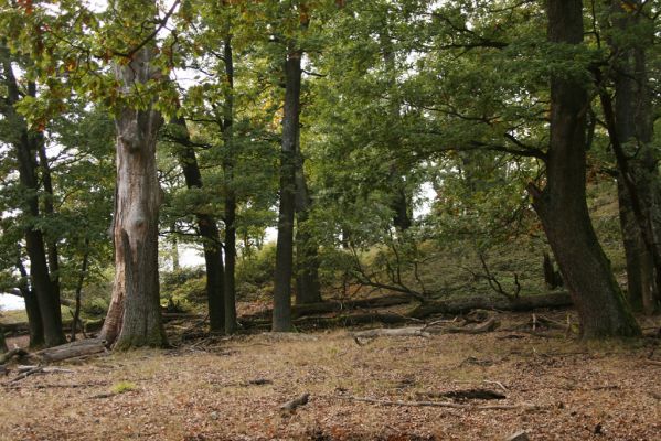 Veľký Klíž, 8.10.2016
Suťový les na vrchu Veľká Suchá - západní svah.
Klíčová slova: Veľký Klíž vrch Veľká Suchá Procraerus tibialis