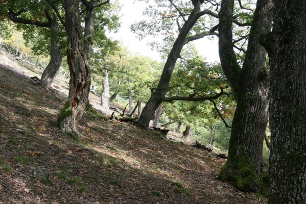 Veľký Klíž, 8.10.2016
Suťový les na vrchu Malá Suchá. 
Klíčová slova: Veľký Klíž vrch Malá Suchá