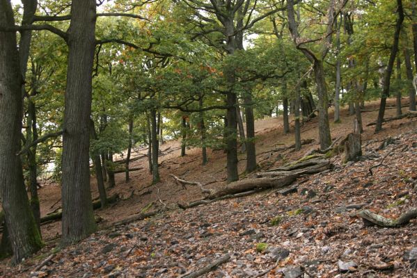 Veľký Klíž, 8.10.2016
Suťový les na vrchu Veľká Suchá - západní svah.
Klíčová slova: Veľký Klíž vrch Veľká Suchá