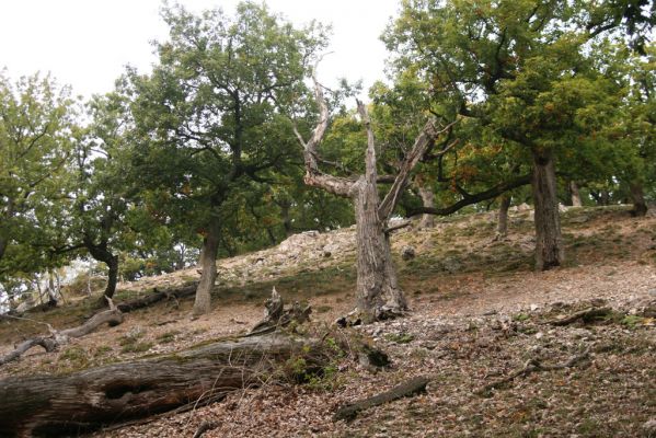 Veľký Klíž, 8.10.2016
Suťový les na vrchu Veľká Suchá - západní svah.
Klíčová slova: Veľký Klíž vrch Veľká Suchá