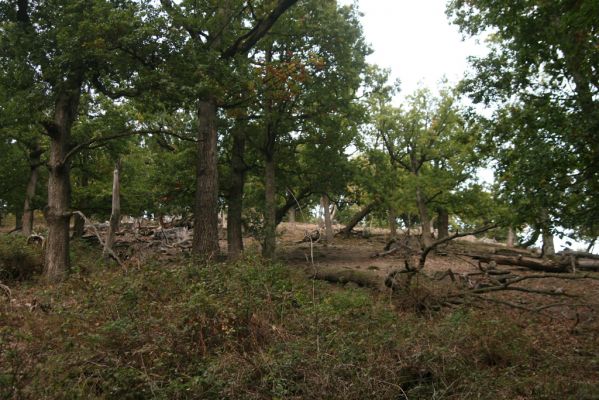 Veľký Klíž, 8.10.2016
Suťový les na vrchu Veľká Suchá - západní svah.
Klíčová slova: Veľký Klíž vrch Veľká Suchá