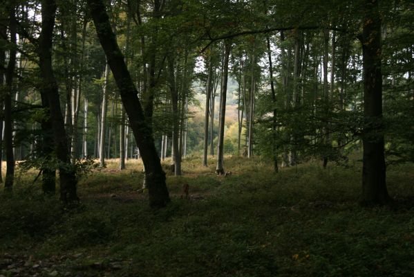 Veľký Klíž, 8.10.2016
Bukový les mezi Malou a Veľkou Suchou.
Klíčová slova: Veľký Klíž vrch Veľká Suchá