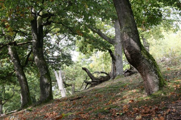 Veľký Klíž, 8.10.2016
Suťový les na vrchu Malá Suchá. 
Klíčová slova: Veľký Klíž vrch Malá Suchá