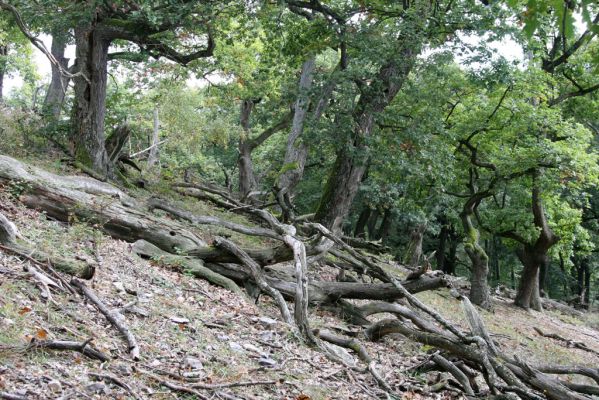 Veľký Klíž, 8.10.2016
Suťový les na vrchu Malá Suchá. 
Klíčová slova: Veľký Klíž vrch Malá Suchá