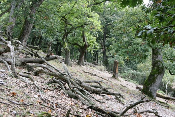 Veľký Klíž, 8.10.2016
Suťový les na vrchu Malá Suchá. v
Klíčová slova: Veľký Klíž vrch Malá Suchá