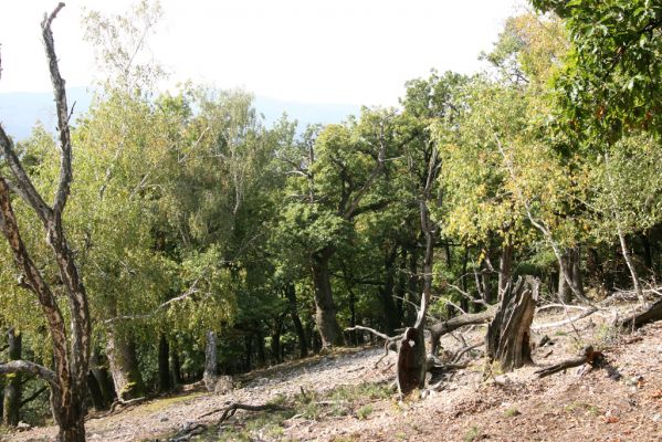 Veľký Klíž, 8.10.2016
Suťový les na vrchu Malá Suchá. 
Klíčová slova: Veľký Klíž vrch Malá Suchá
