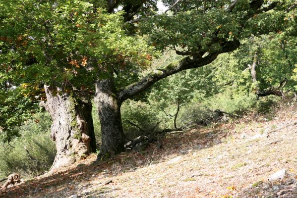 Veľký Klíž, 8.10.2016
Suťový les na vrchu Malá Suchá. 
Klíčová slova: Veľký Klíž vrch Malá Suchá