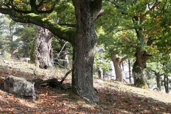Veľký Klíž, 8.10.2016
Suťový les na vrchu Malá Suchá. 
Klíčová slova: Veľký Klíž vrch Malá Suchá